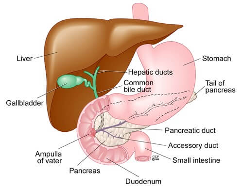 PJF Solicitors: Bile Duct Injury Compensation and Legal Support